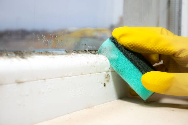 Best Mold removal after water damage  in Albion, PA